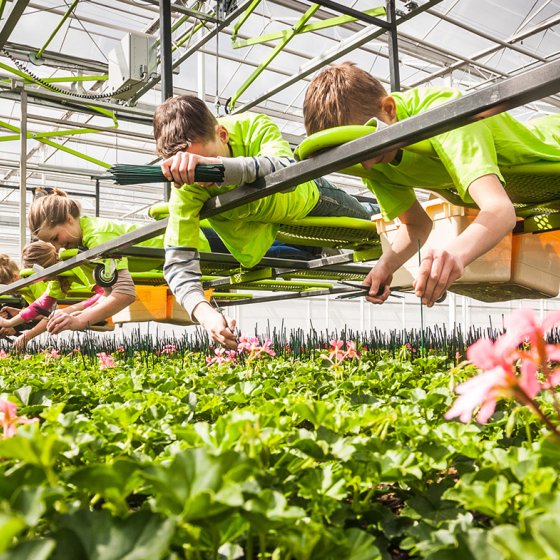 Young employees cut flowers in a greenhouse
