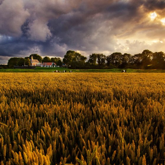 Grain fields with cows in Schokland