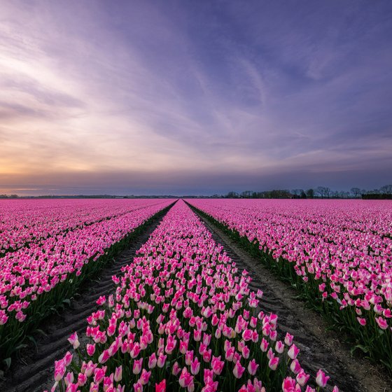 Flevoland Tulpen festival