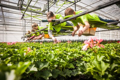 People working in a Greenhouse