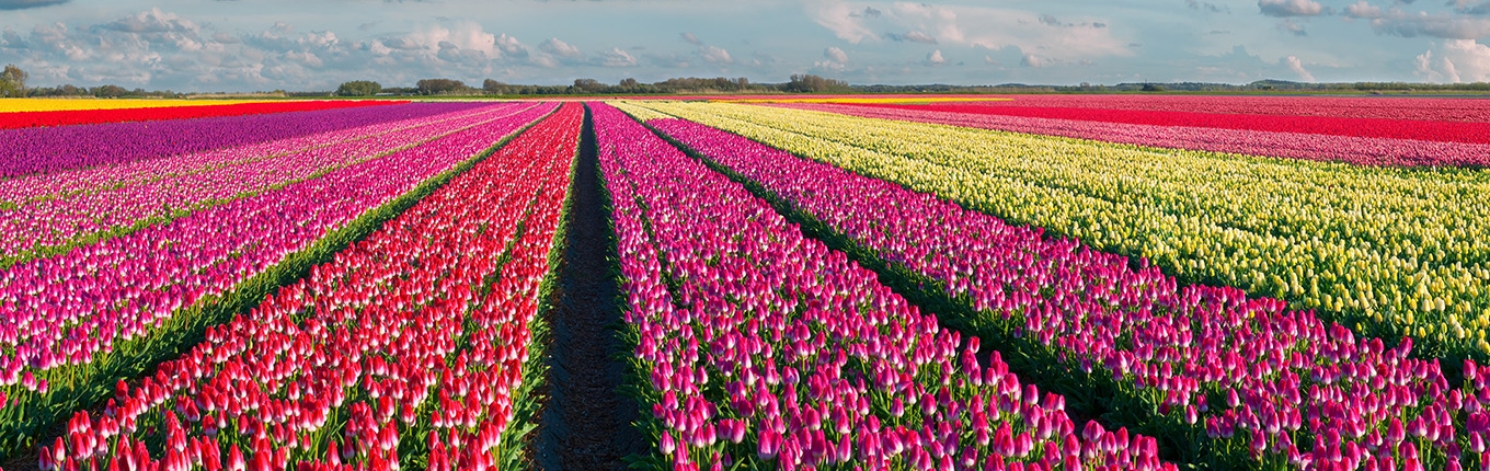 Colorful tulip field Colorful tulip field