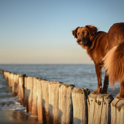Dog at the beach in Zeeland, the Netherlands
