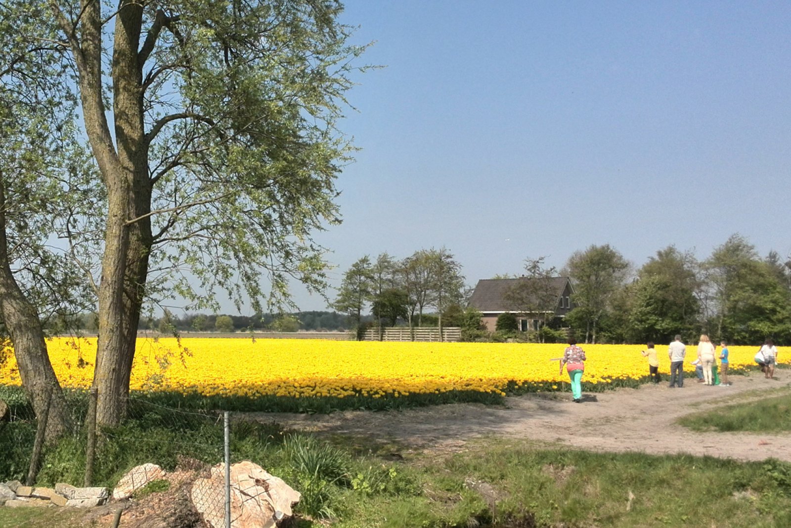 Yellow tulip field with visitors