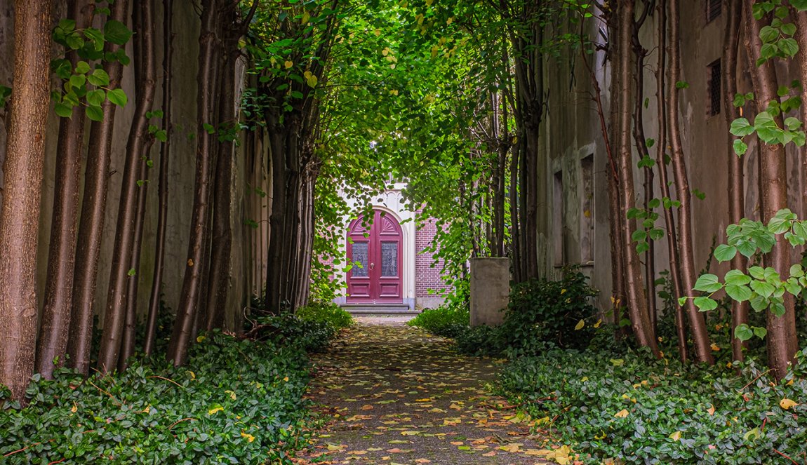 Trees in Gouda