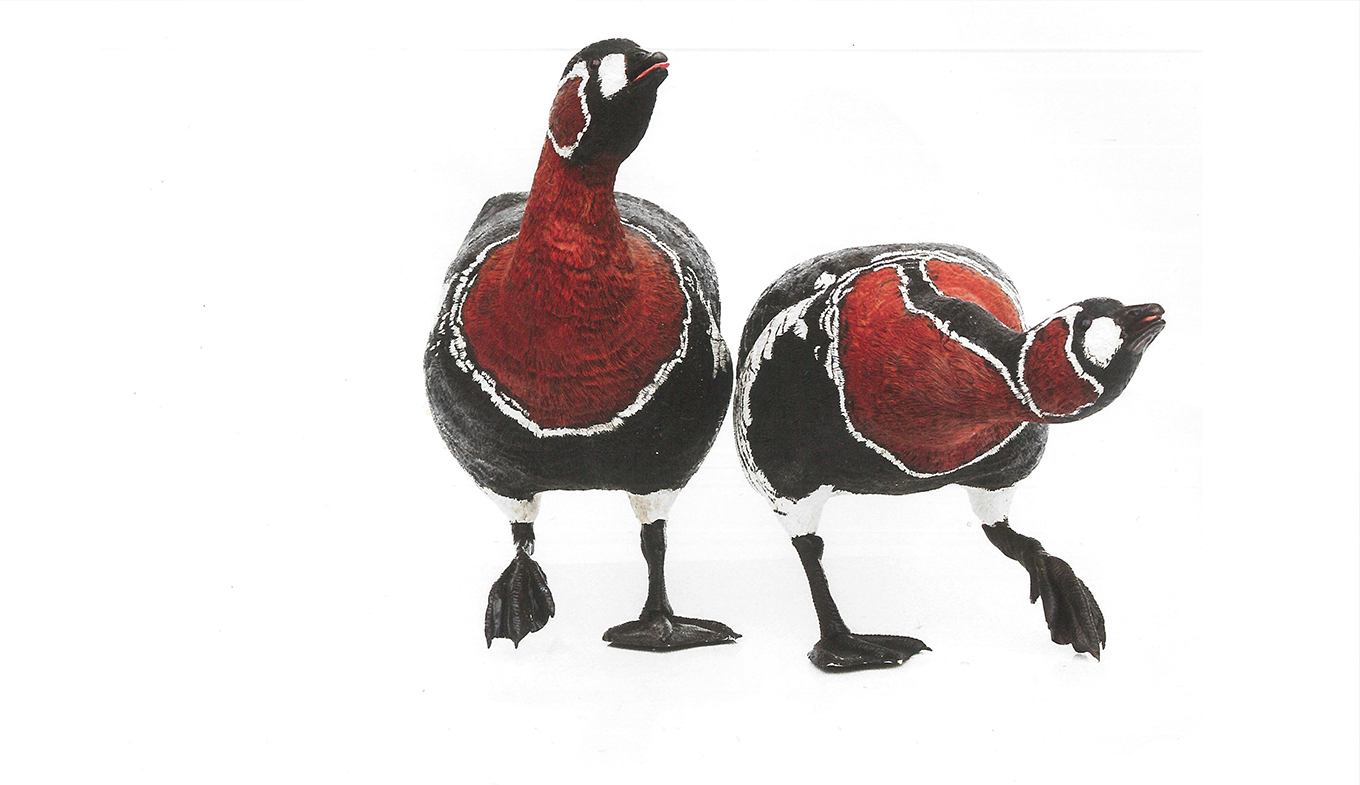 Rothalsgänse, Ausstellungsplakat Rothalsgänse, Ausstellungsplakat