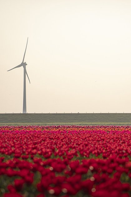 Biking through Dutch scenery