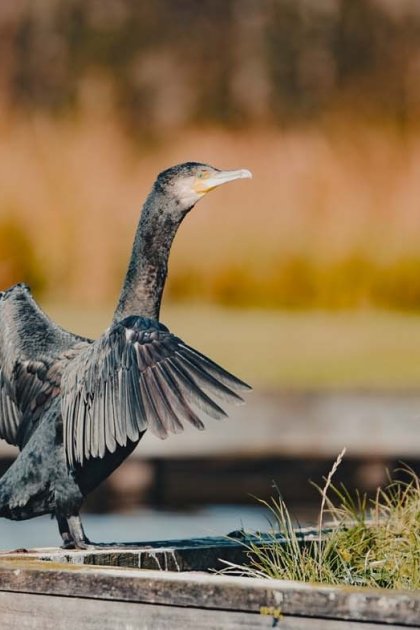 Yannick cormorant Kalenberg