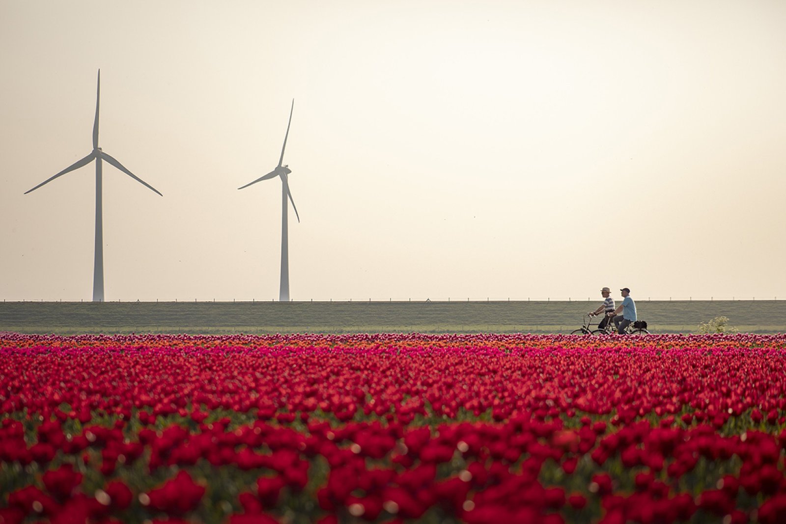 Biking through Dutch scenery