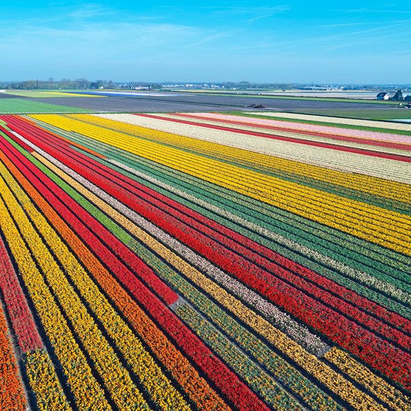 Colorful flower fields bird view Colorful flower fields bird view