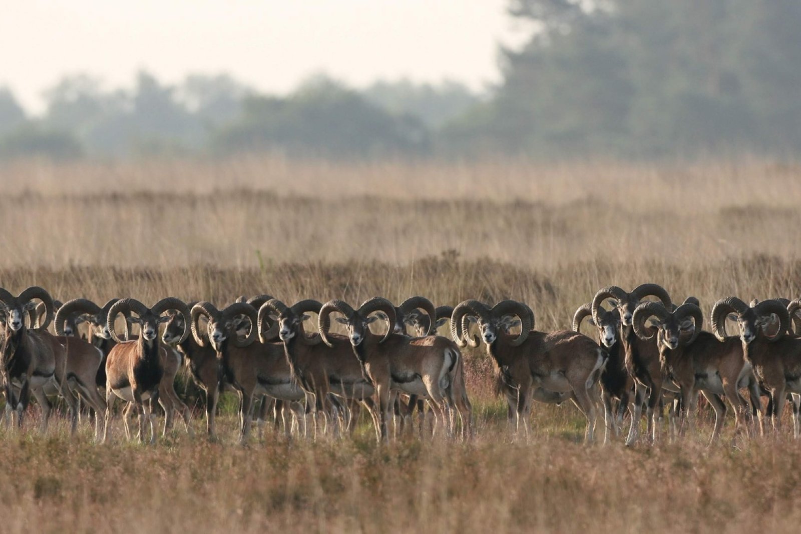 Flock of mouflons National Park De Hoge Veluwe