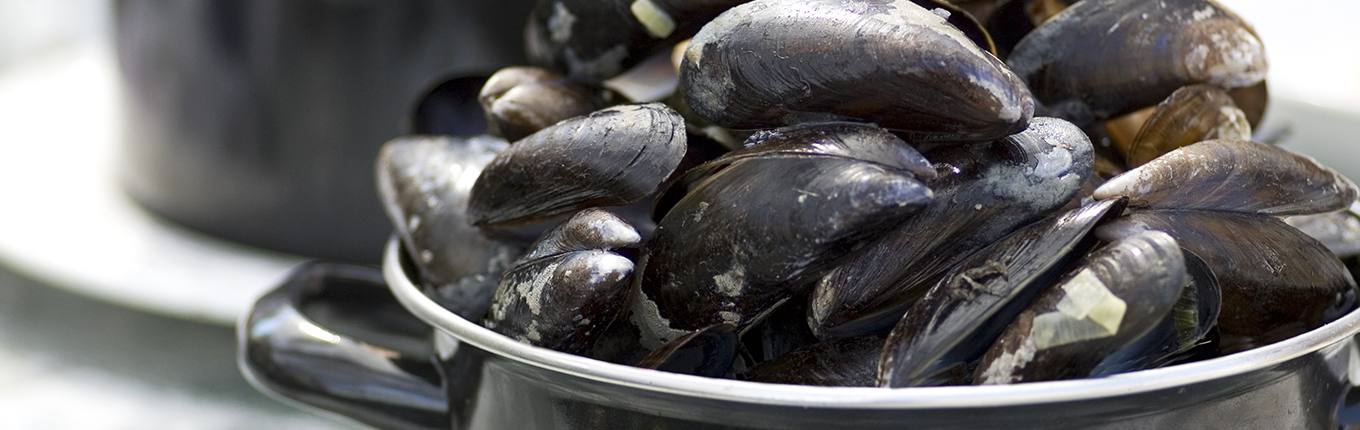 Pot full of steamed mussels Pot full of steamed mussels