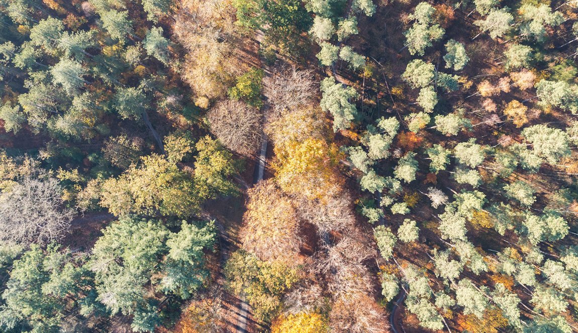 Drone pictures of the Zeisterbos forest in autumn of Nationalpark Utrechtse Heuvelrug