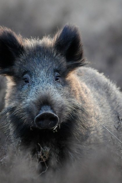 Wild boar National parc De Hoge Veluwe