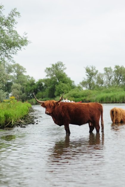 National Parc de Biesbosch cattle in the water