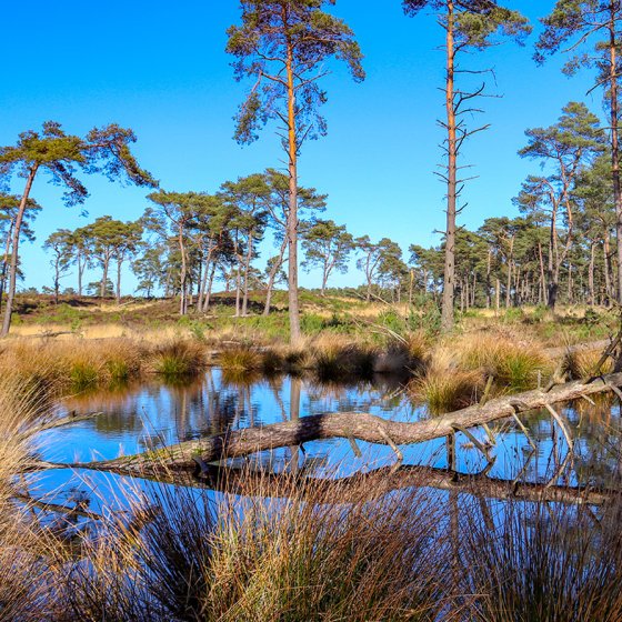 A beautiful view of Kalmthoutse Heide. The reflection of the water and the branch standing in the water
