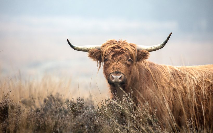 Rheden National Park Veluwezoom Scottish Highlander