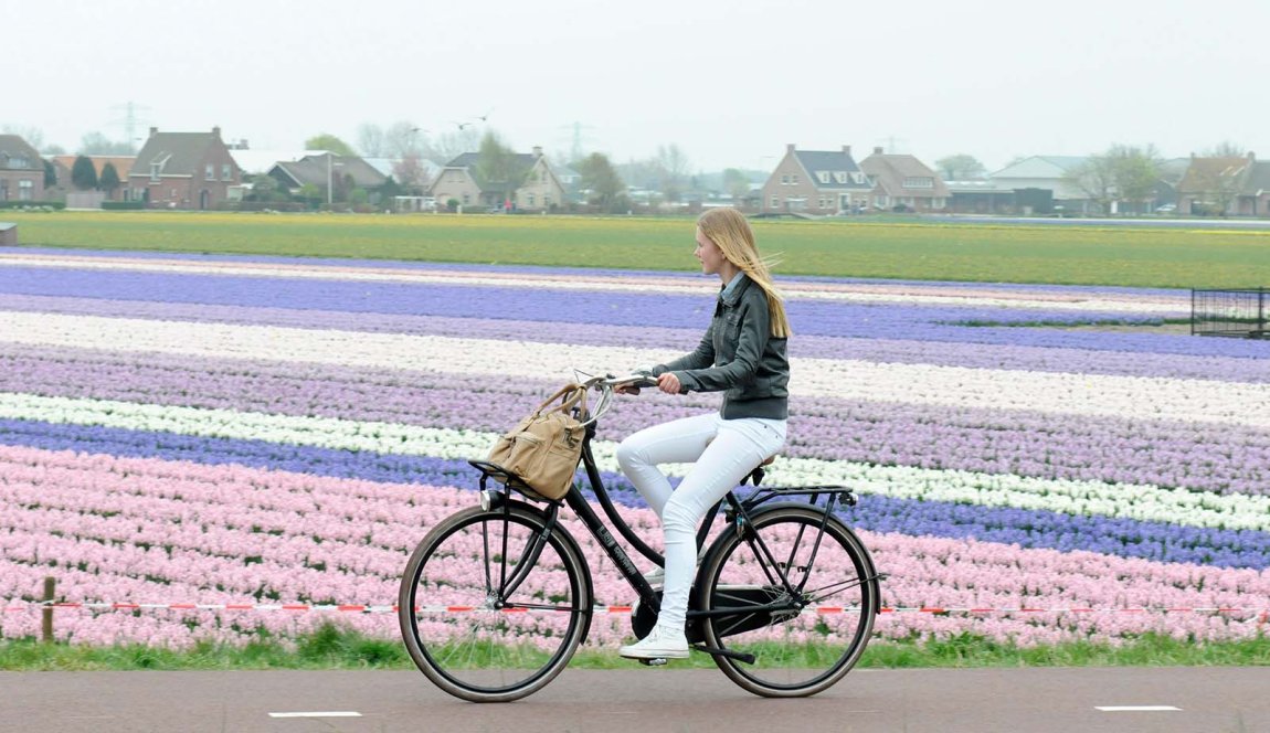 Cyclist along flower fields in Lisse Cyclist along flower fields in Lisse