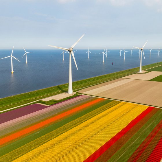  Flevoland aerial view of tulip fields and wind turbines in the noordoostpolder municipality