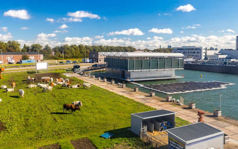 Floating Farm Rotterdam overview with cows and solar panels
