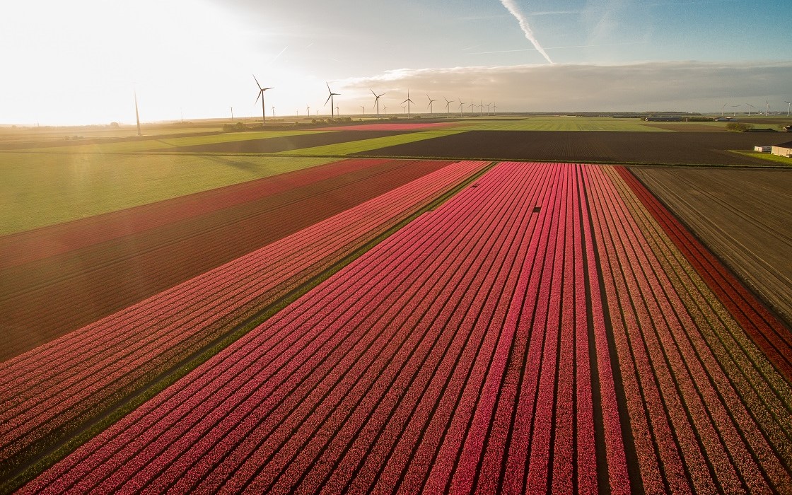 Tulipfields in Flevoland