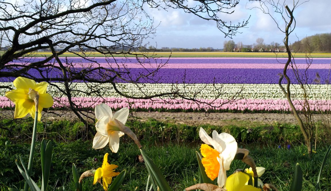 Bulb field with hyacinths and daffodils Bulb field with hyacinths and daffodils