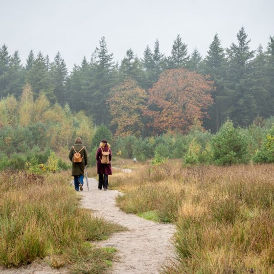 Gasselterveld, province of Drenthe, municipality of Aa en Hunze, on the Hondsrug