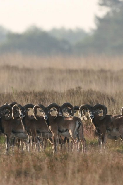 Flock of mouflons National Park De Hoge Veluwe