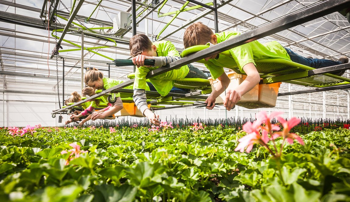 Young employees cut flowers in a greenhouse