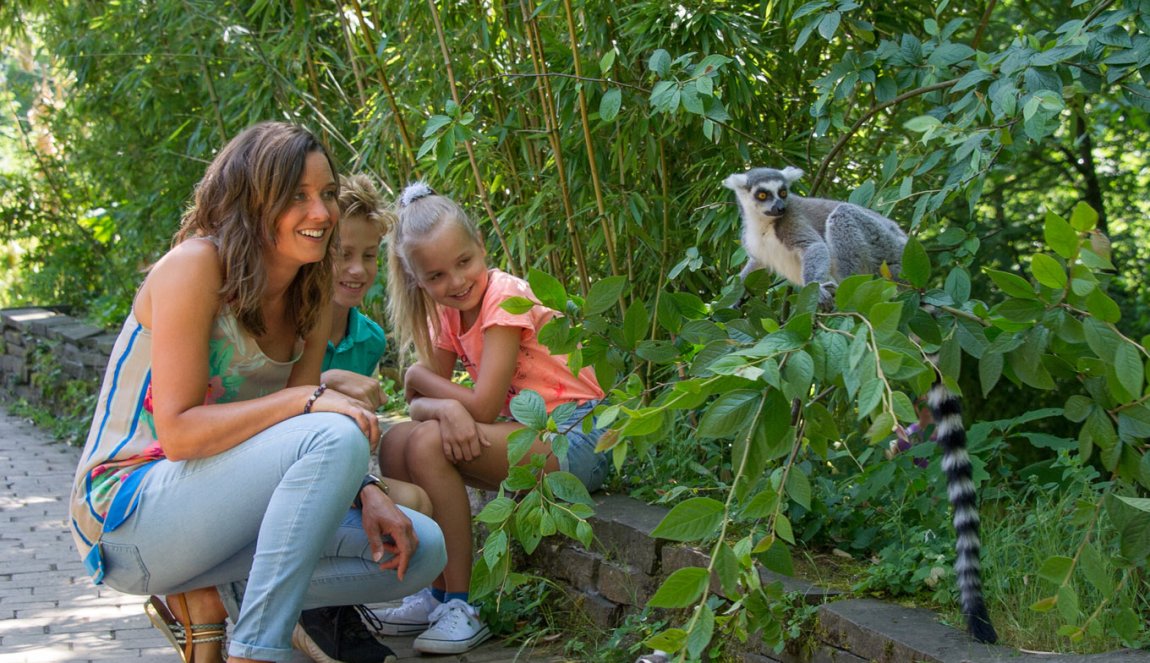 Family looking at little monkey in Apenheul