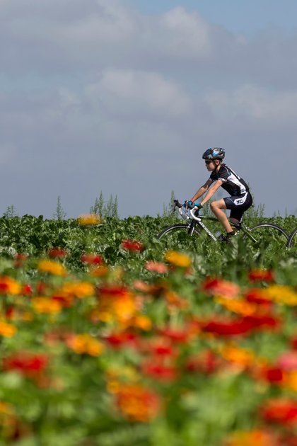 Cyclist passes a field of flowers in South Limburg