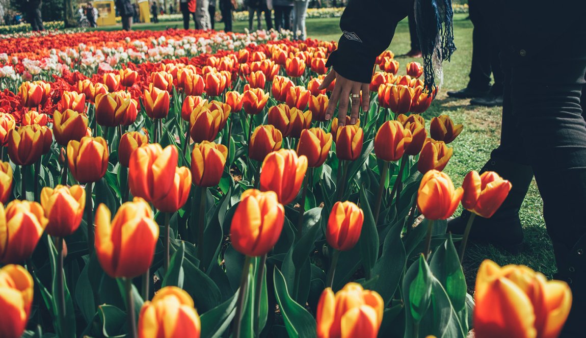 Woman touching tulips at Keukenhof Woman touching tulips at Keukenhof