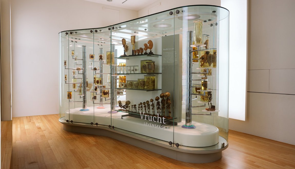 New Dutch Health Anatomical Museum Leiden interior