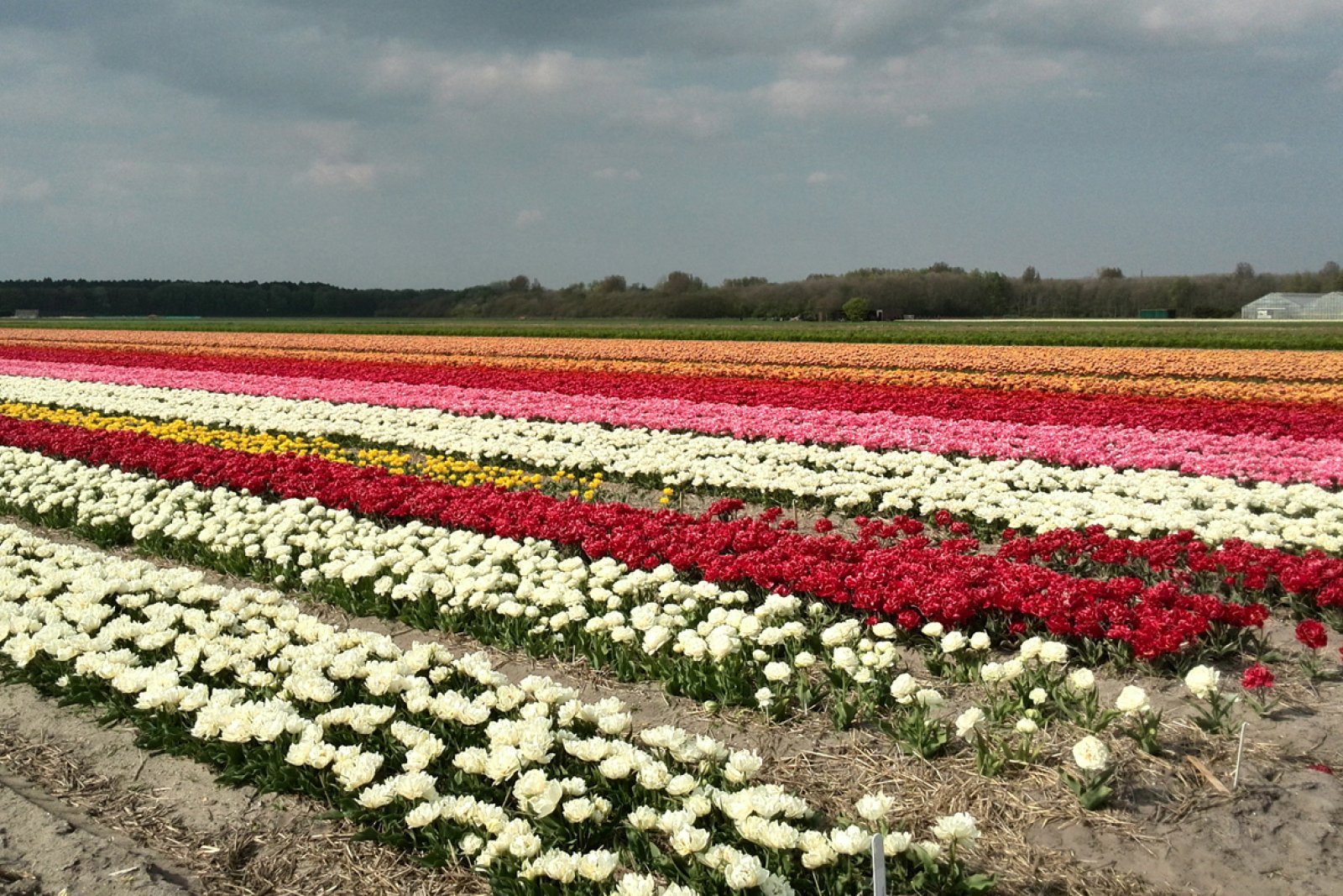 Colored bulb fields and tulip bulb region