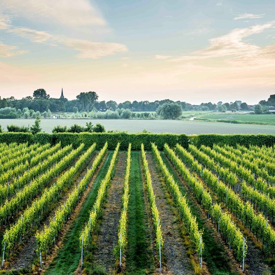Sunrise over the vines of Wine Farm de Kleine Schorre