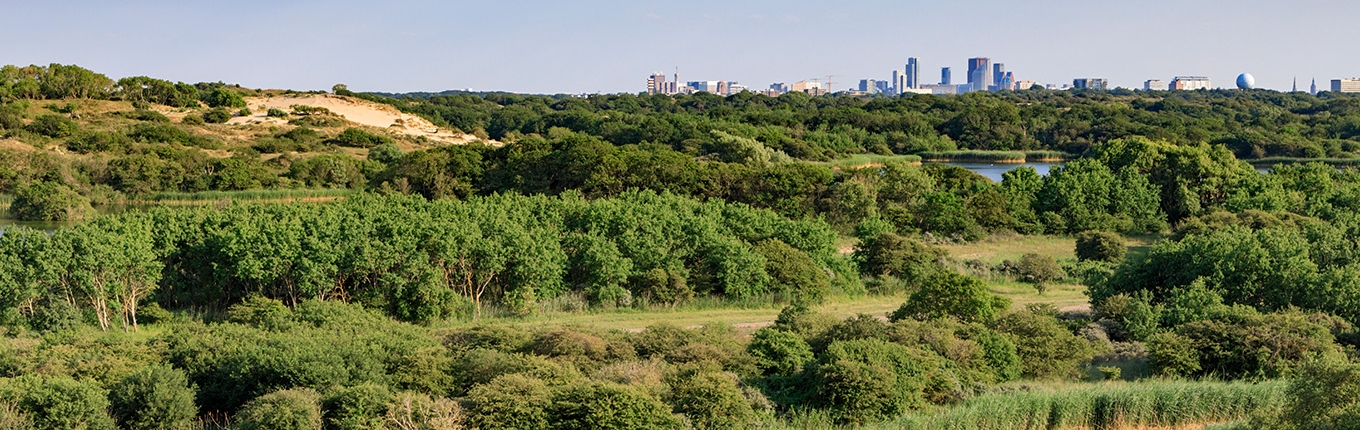 Dune area Meyendel - part of National Park Hollandse Duinen with view of The Hague skyline 
