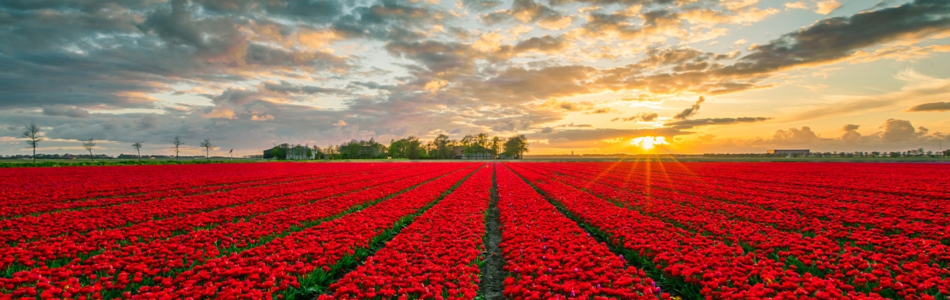 Red tulip field in Flevoland