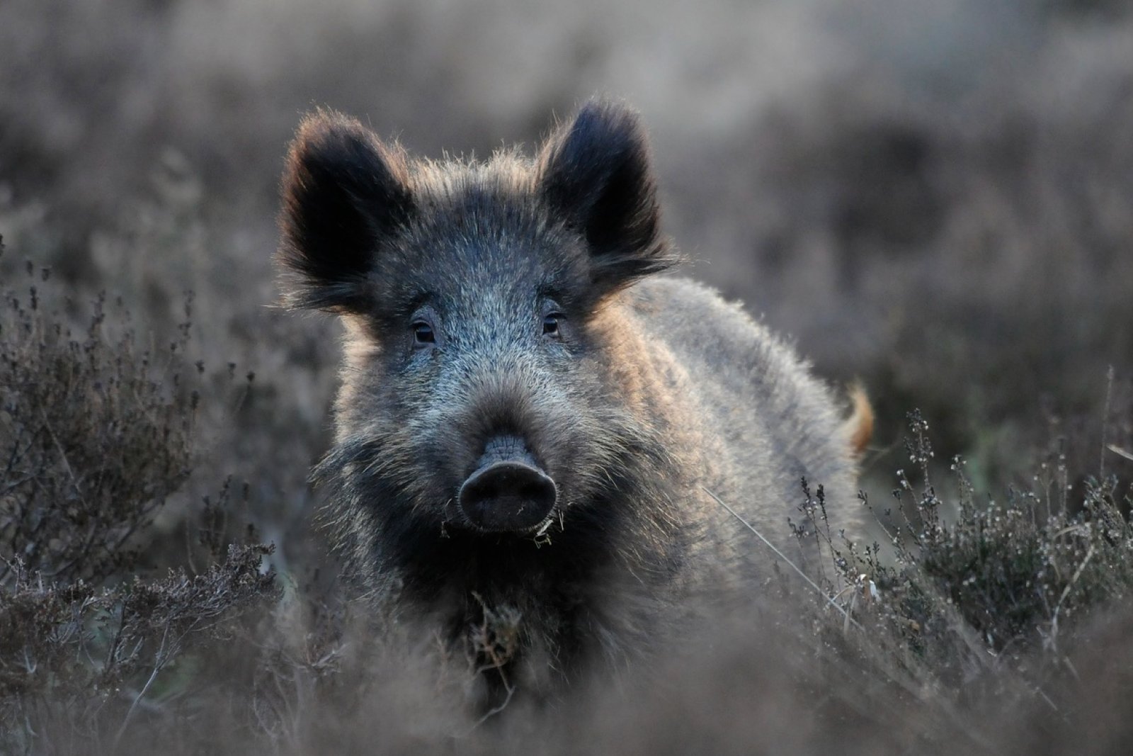 Wild boar National parc De Hoge Veluwe