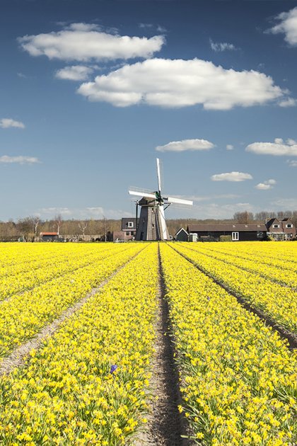 Yellow flower field with windmill near Noordwijkerhout