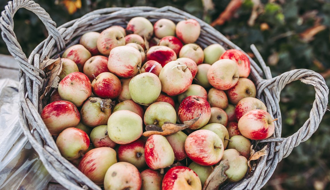 Basket with apples Oldenzijl Groningen