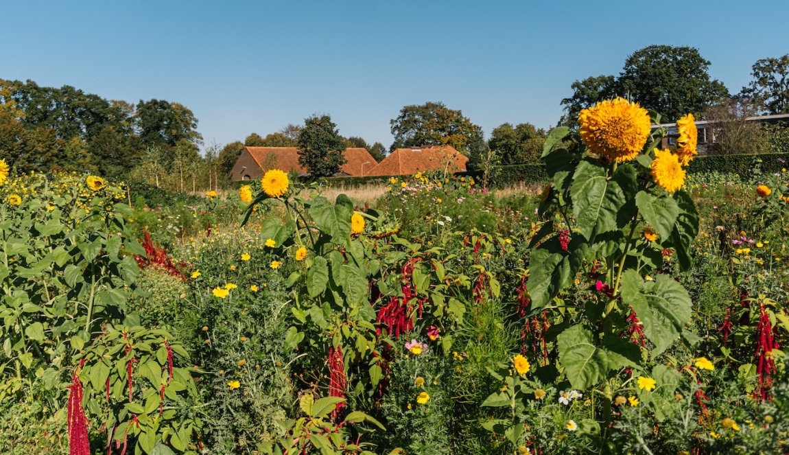 Bloemplukweide Stadsboerin - Doetinchem Bloemplukweide Stadsboerin - Doetinchem