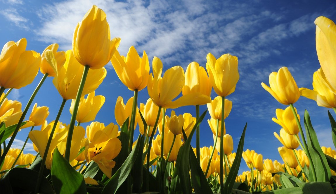 Yellow tulips blue sky
