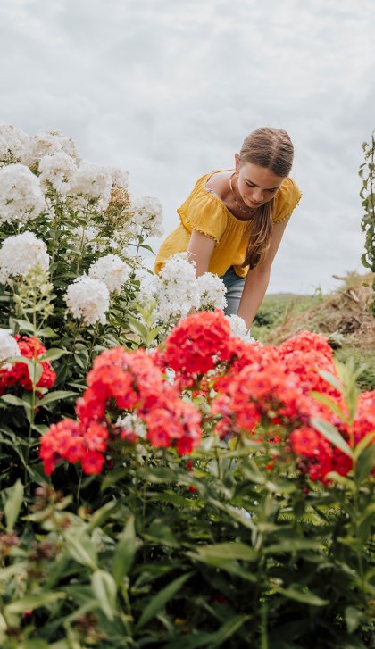 Picking flowers in picking garden Zuiderkrib