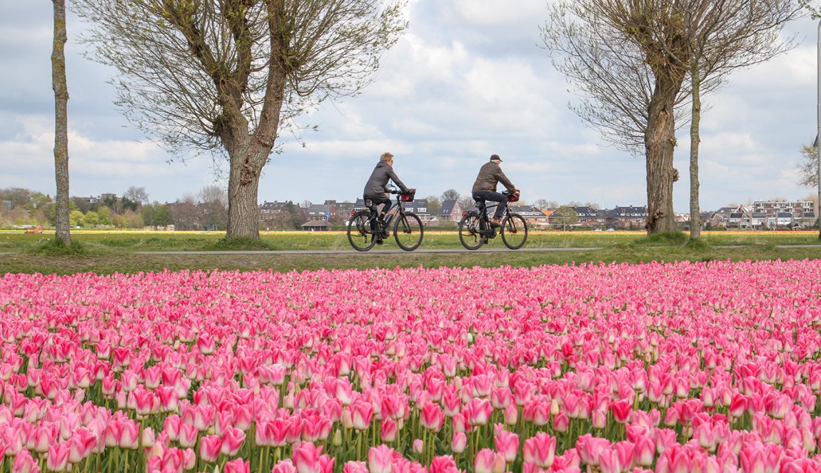 Bulb field and cyclists Bulb field and cyclists