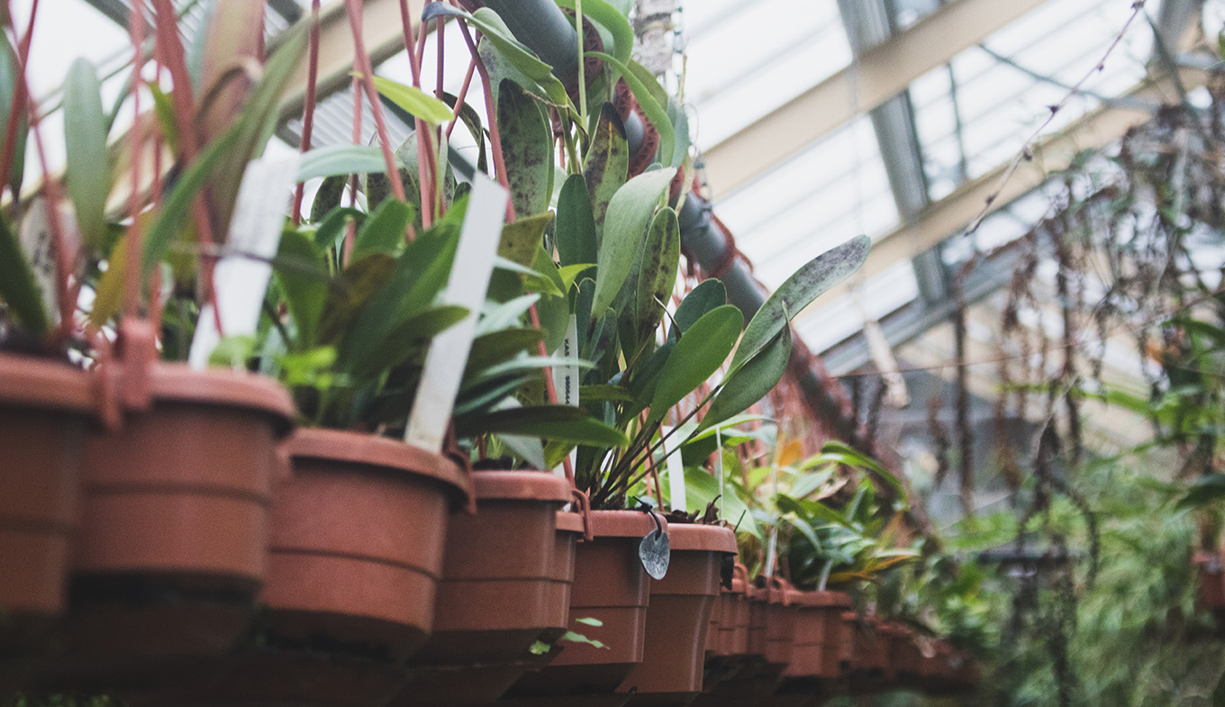 Hortus Botanicus Leiden Discover The Botanical Garden Holland Com