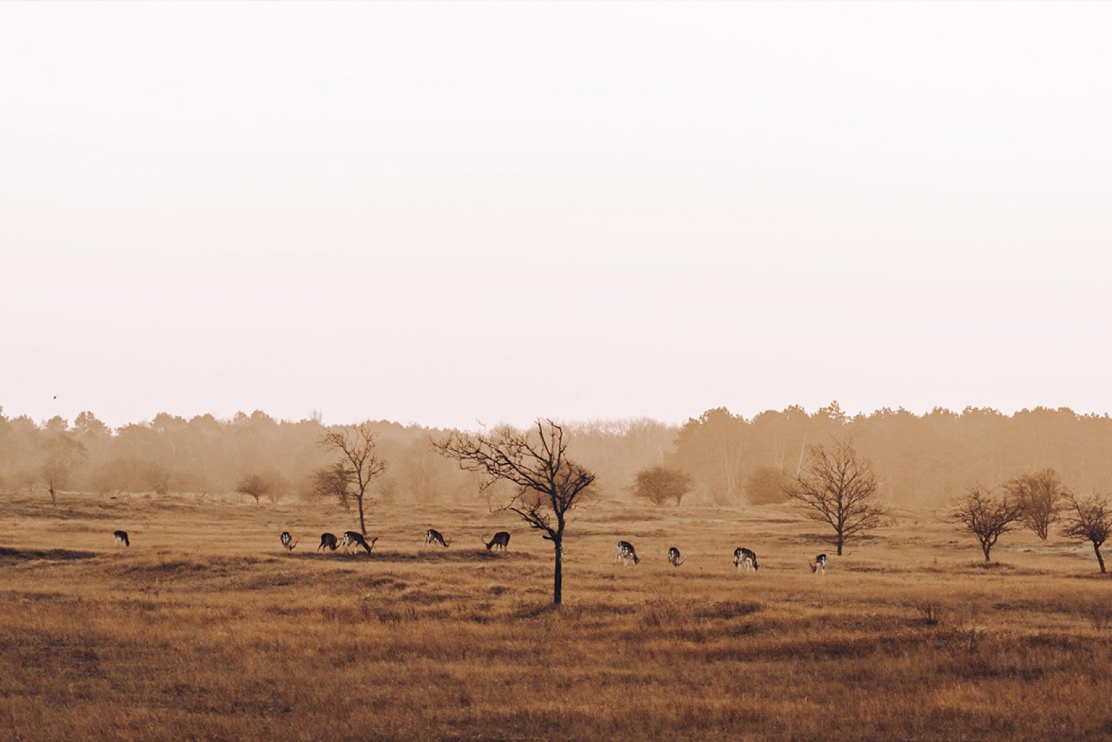 Bentveld deer in the field in fog