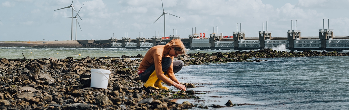 Woman collects seaweed with the Delta Works and windmills in the background Woman collects seaweed with the Delta Works and windmills in the background