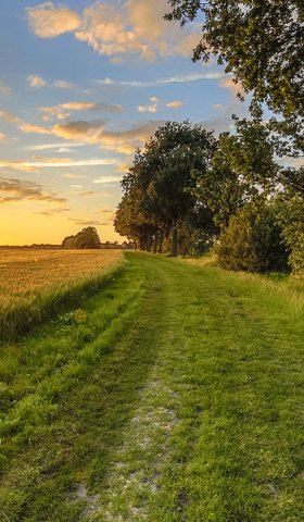 Dutch landscape with wheat field during sunrise