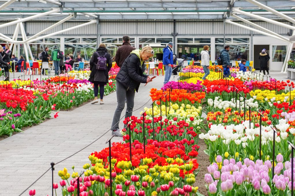 Visit the Keukenhof, the largest flower garden in the world