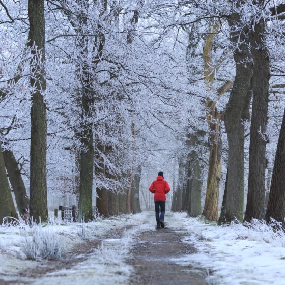 Man takes winter walk in forest with snow