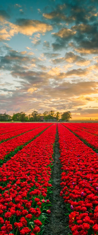 Red tulip field in Flevoland
